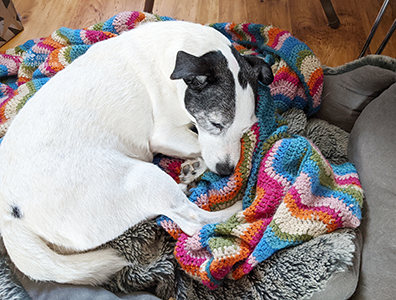 Blake in his bed in the office