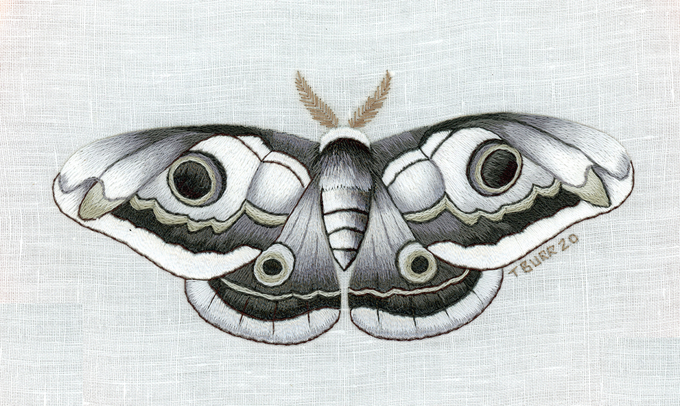 Monochrome moth