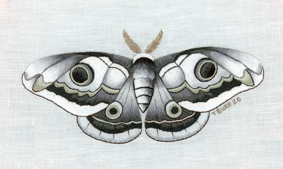 Monochrome moth Monochrome moth